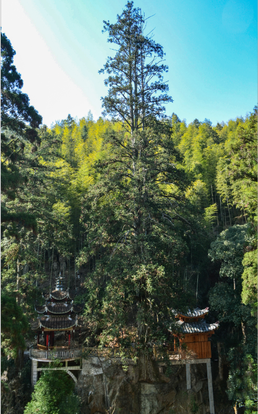 山水古村，茶香飘远&hellip;&hellip;这是一个藏在深山里的人间秘境